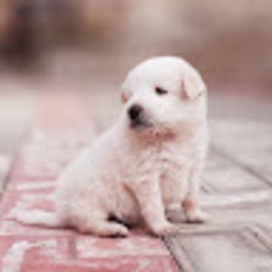 Meet your Posher, Raman